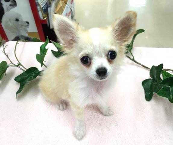 チワワ ロングコート 極小サイズ 生後５ヶ月1124ｇ 子犬や子猫たちのペット販売情報が満載 ペットステーション