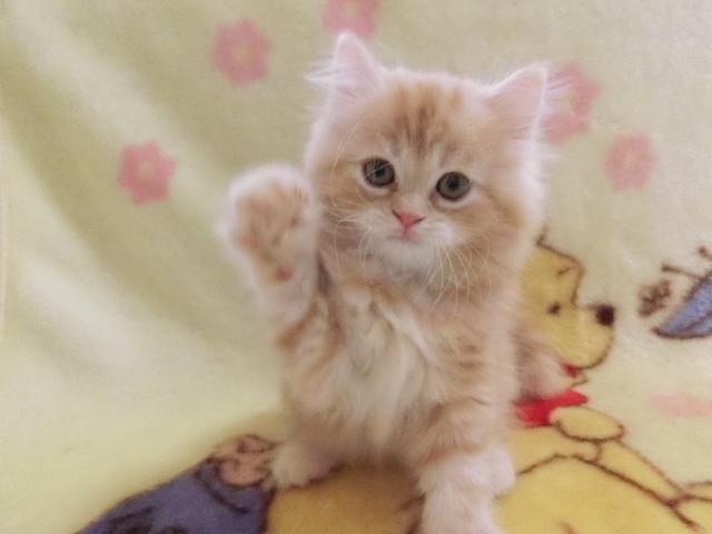 スコティッシュフォールド