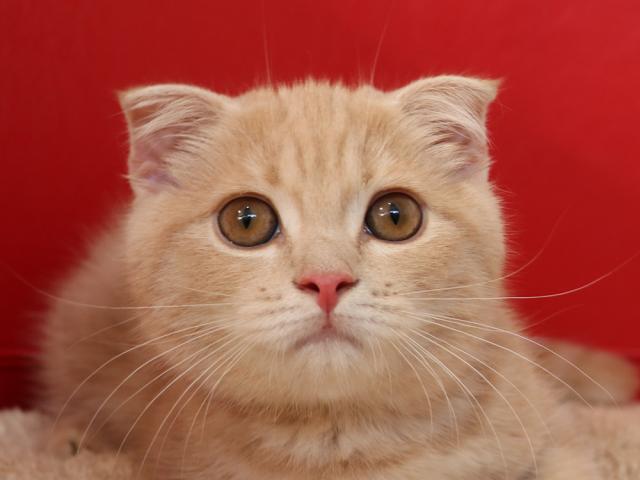 スコティッシュフォールド