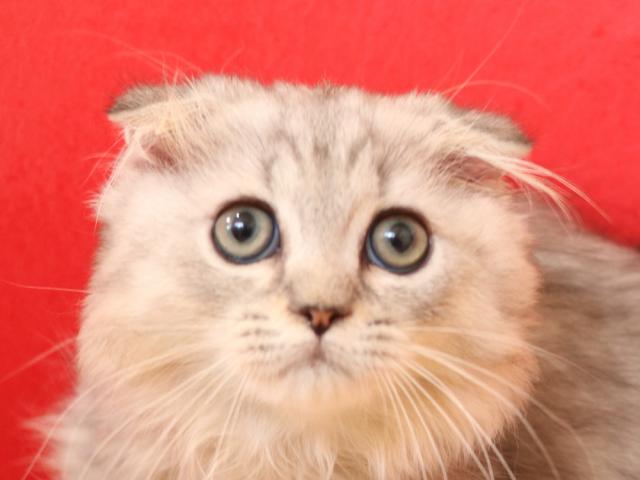 ミヌエット（旧ナポレオン）