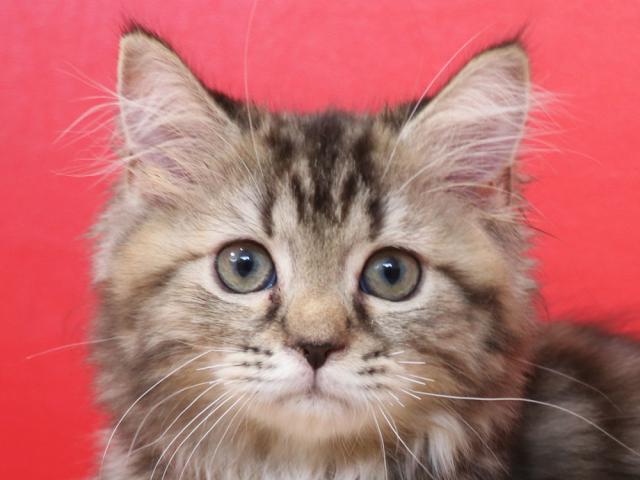 ミヌエット（旧ナポレオン）