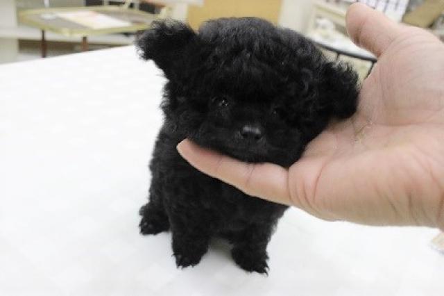 トイプードル