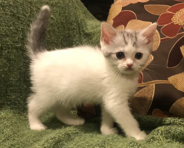 マンチカン【長足】値下げ！