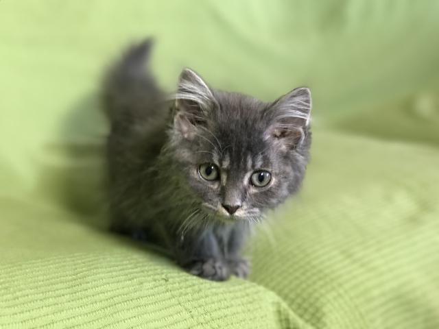 マンチカン 〈長足〉 値下げ！