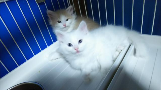 ノルウェージャンフォレストキャット