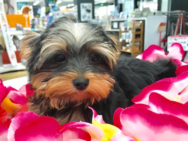 ヨークシャーテリア