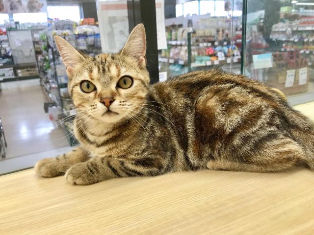 アメリカンショートヘアー