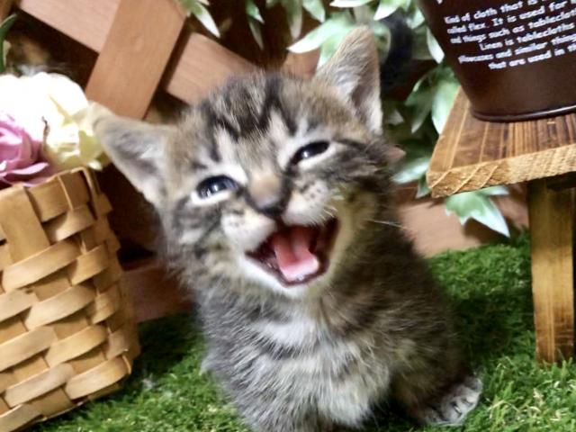 マンチカン
