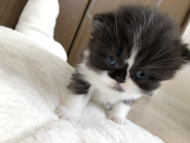 ミヌエット（旧ナポレオン）