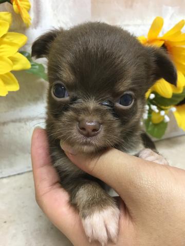 チワワ（ロングコート）