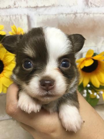 チワワ（ロングコート）