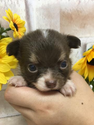 チワワ（ロングコート）