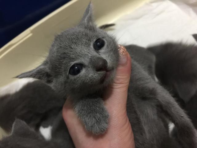 ロシアンブルー