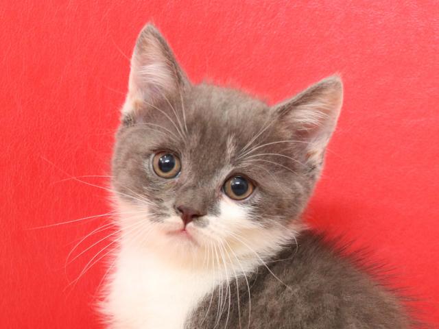 スコティッシュフォールド