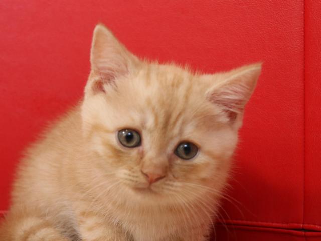 スコティッシュフォールド