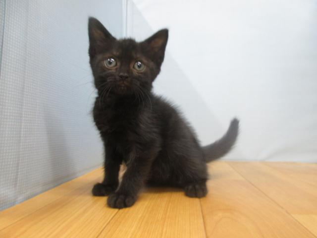 アメリカンショートヘアー