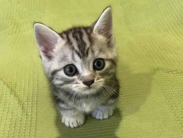 マンチカン 超短足 かわいい子ねこのblue Star サイベリアン専門feodora