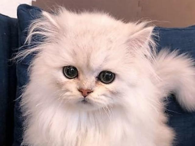 ペルシャ・ヒマラヤン