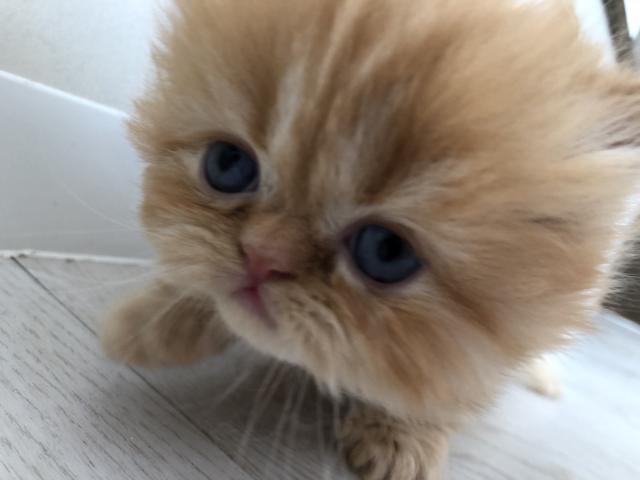 ミヌエット（旧ナポレオン）