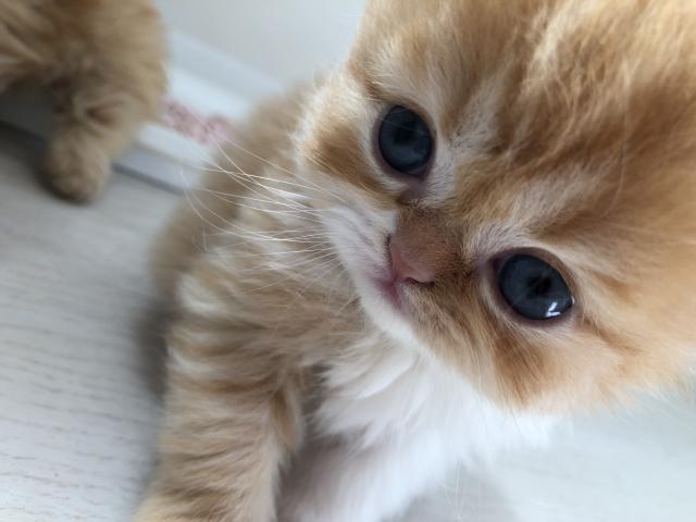 レッドタビー&ホワイト