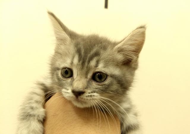 ブリティッシュショートヘア