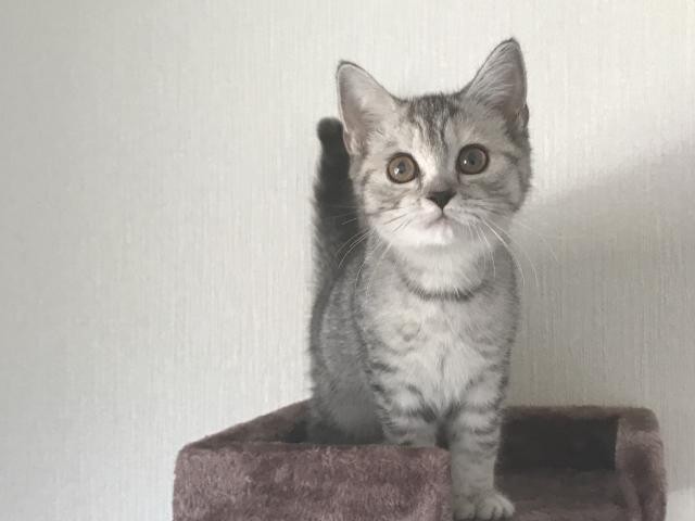 マンチカン長足