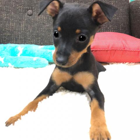 ミニチュアピンシャー