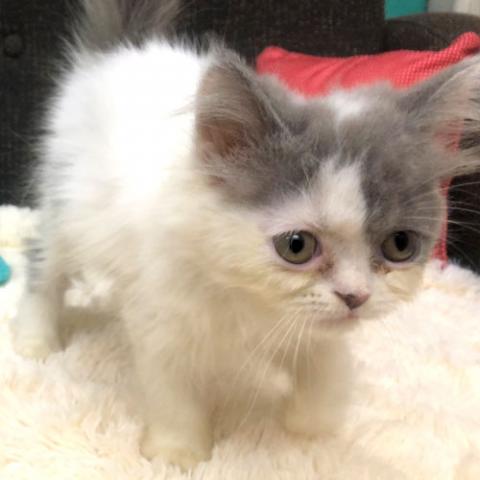 エキゾチックショートヘアー