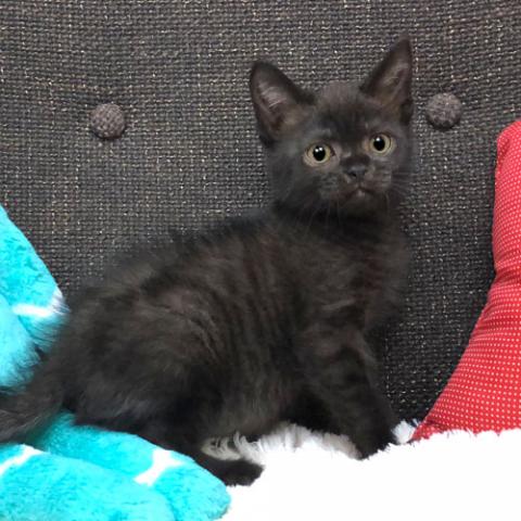 スコティッシュフォールド