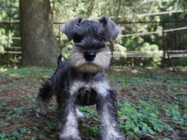 ミニチュアシュナウザー