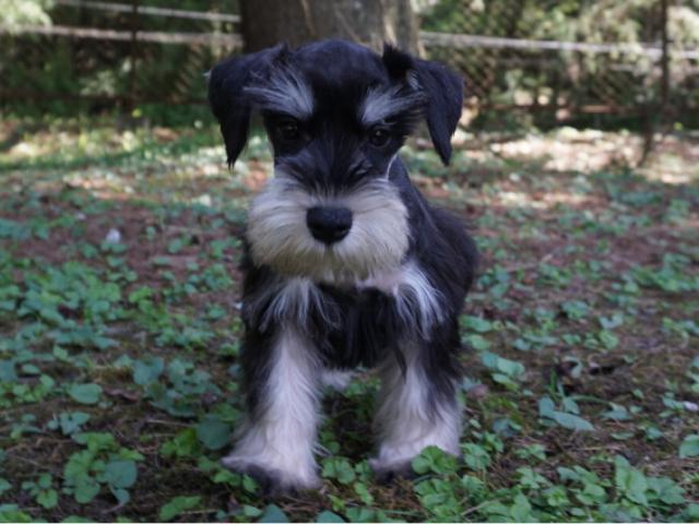 ミニチュアシュナウザー