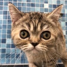 エキゾチックショートヘアー
