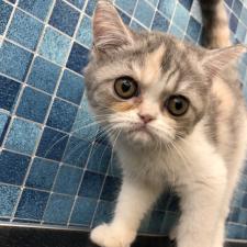 エキゾチックショートヘアー