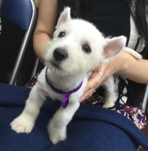 ウエストハイランドホワイトテリア