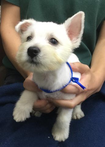 ウエストハイランドホワイトテリア