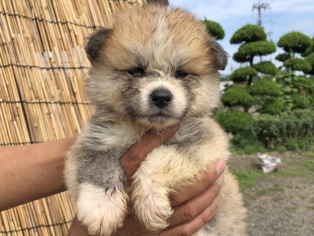秋田犬