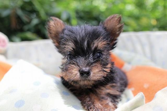 ヨークシャーテリア