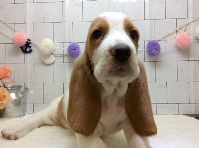 バセットハウンド