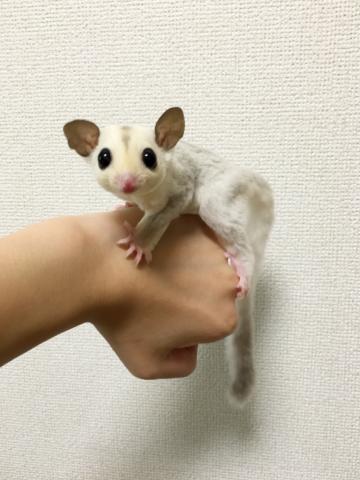 フクロモモンガ・プラチナ