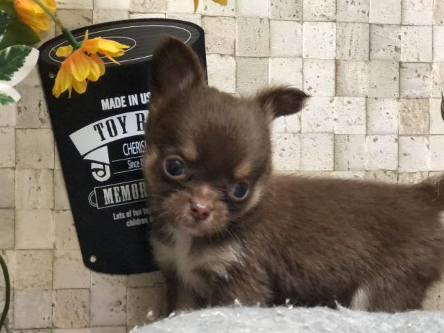 チワワ（ロングコート）