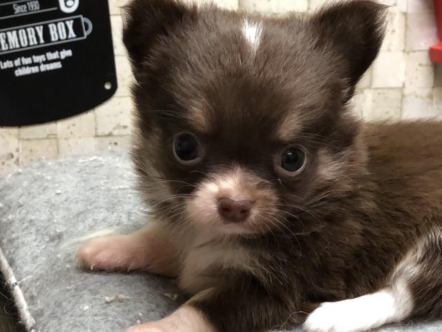 チワワ(ロングコート)