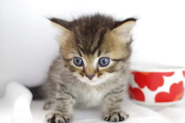 ミヌエット（旧ナポレオン）