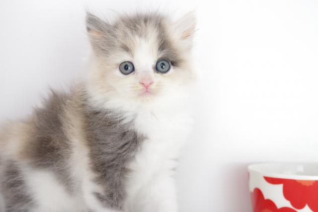 ミヌエット(旧ナポレオン)