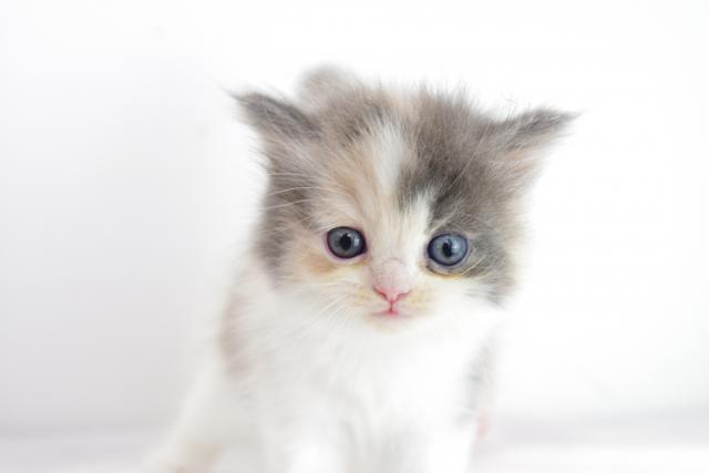 ミヌエット(旧ナポレオン)