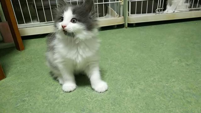 ノルウェージャンフォレストキャット