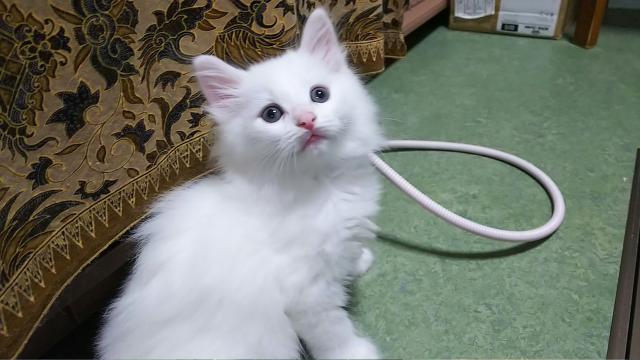 ノルウェージャンフォレストキャット