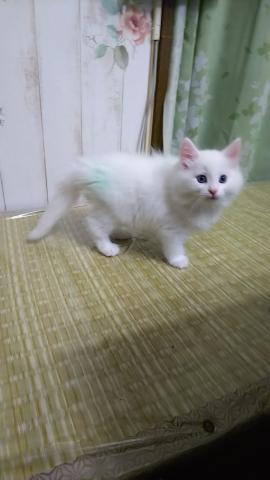 ノルウェージャンフォレストキャット