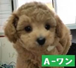 MIX(雑種)