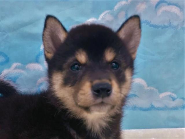 柴犬
