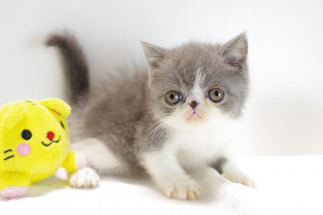 エキゾチックショートヘアー